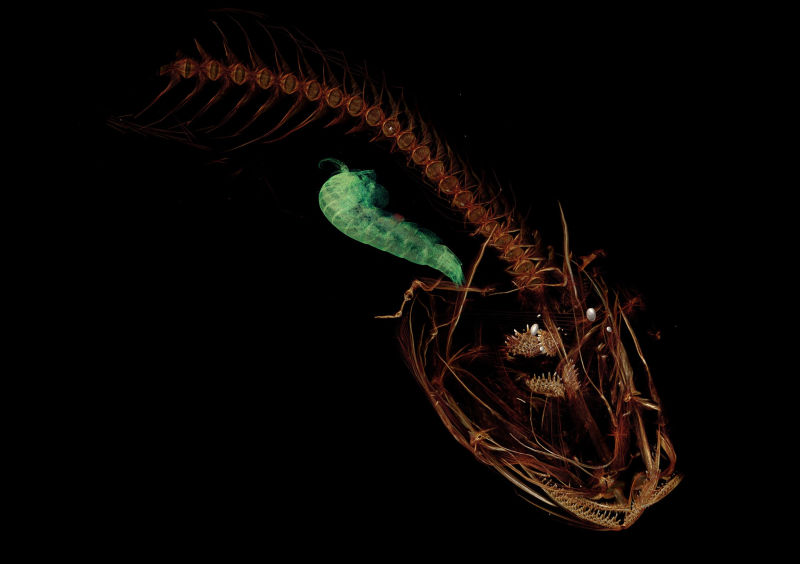 Illustration for article titled Este pequeño horror es el pez capturado a más profundidad de la historia: 8.178 metros